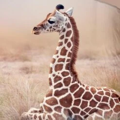 Good Morning Dekbedovertrek "Sima" - Zand - (140x220 Cm) -Knusse Nacht 1000099006 0102